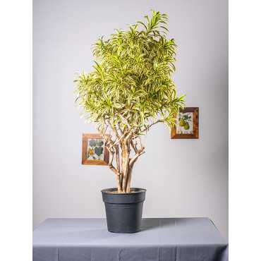 Dracena 'Song of India' | Branch