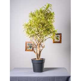 Dracena 'Song of India' | Branch