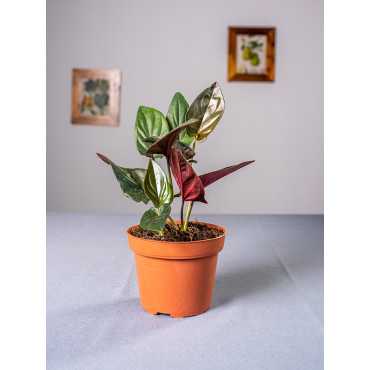 Syngonium erythrophyllum