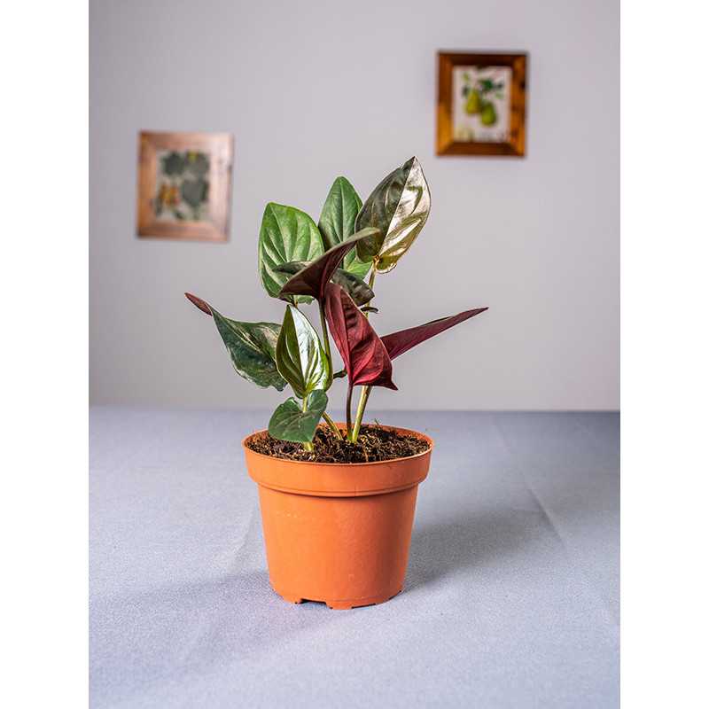 Syngonium erythrophyllum