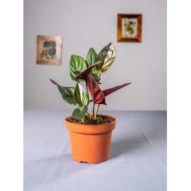 Syngonium erythrophyllum