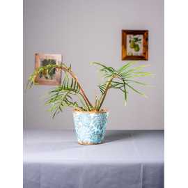 Filodendron tortum