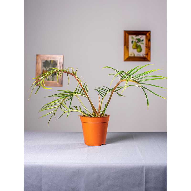 Filodendron tortum