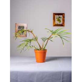 Filodendron tortum