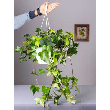 Bluszcz wielkolistny