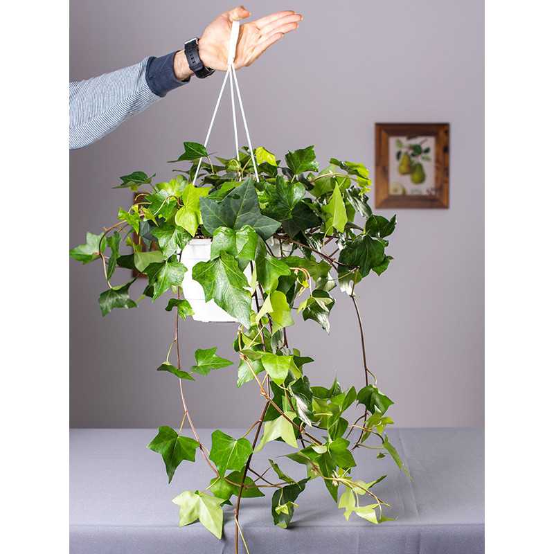 Bluszcz wielkolistny