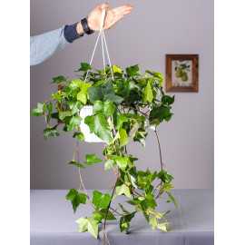 Bluszcz wielkolistny