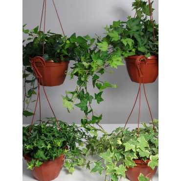 Bluszcz wielkolistny