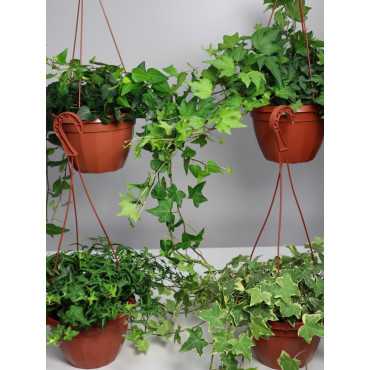 Bluszcz wielkolistny