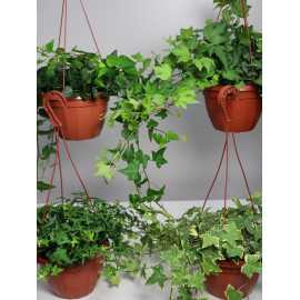 Bluszcz wielkolistny