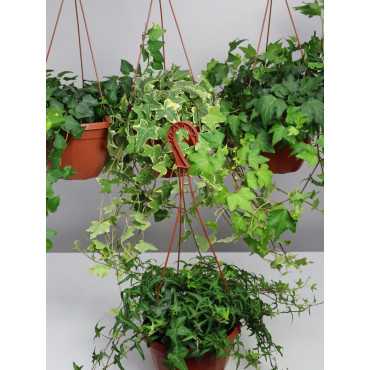 Bluszcz wielkolistny