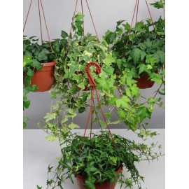 Bluszcz wielkolistny