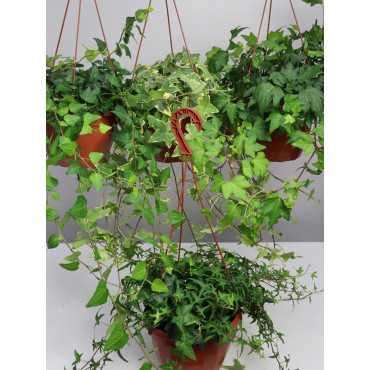 Bluszcz wielkolistny