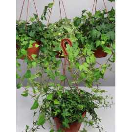 Bluszcz wielkolistny