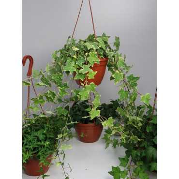 Bluszcz wielkolistny