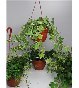 Bluszcz wielkolistny