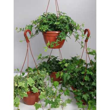 Bluszcz wielkolistny