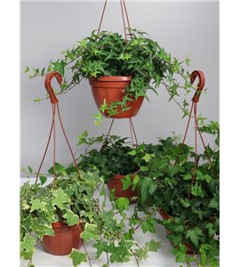 Bluszcz wielkolistny