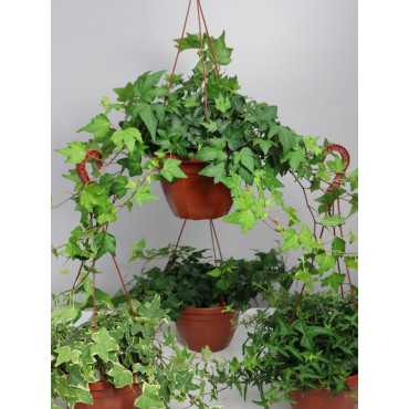 Bluszcz wielkolistny