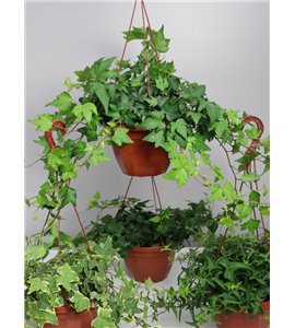 Bluszcz wielkolistny