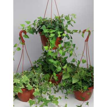 Bluszcz wielkolistny