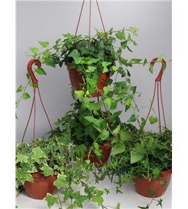 Bluszcz wielkolistny