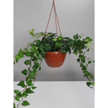 Bluszcz wielkolistny