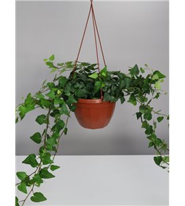 Bluszcz wielkolistny