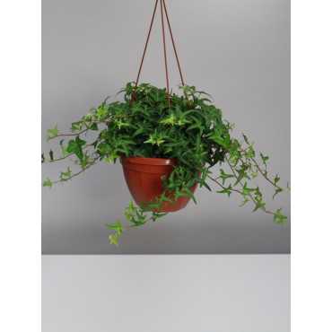 Bluszcz wielkolistny