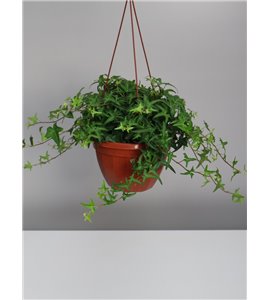 Bluszcz wielkolistny