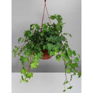 Bluszcz wielkolistny