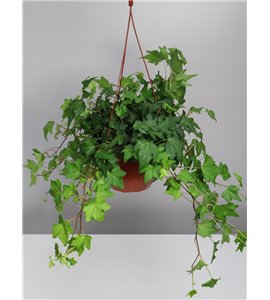 Bluszcz wielkolistny