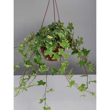 Bluszcz wielkolistny