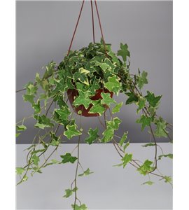 Bluszcz wielkolistny