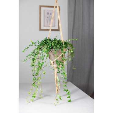 Bluszcz wielkolistny