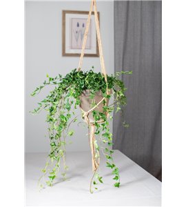 Bluszcz wielkolistny