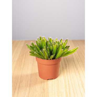 Kaktus - Smoczy Owoc