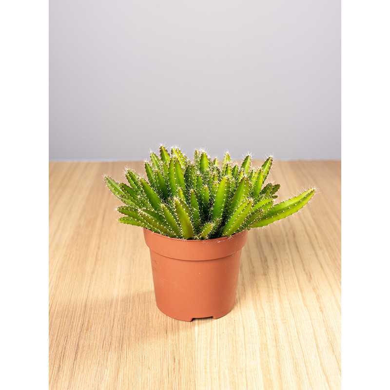 Kaktus - Smoczy Owoc