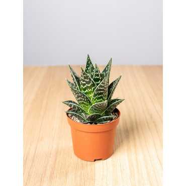 Aloes 'Tiki Tahi' | Mały