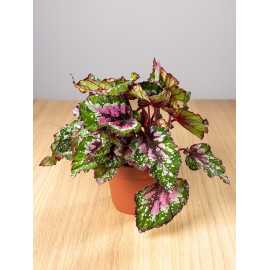 Begonia 'Purple Blush'