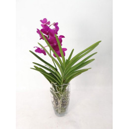 Storczyk 'Vanda'