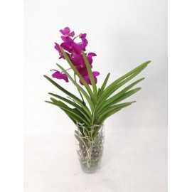 Storczyk 'Vanda'