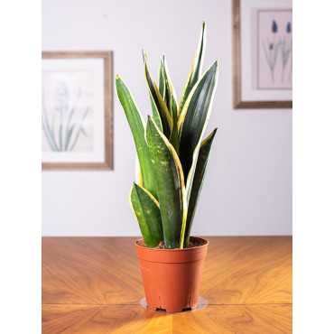 Sansewieria 'Black Gold'