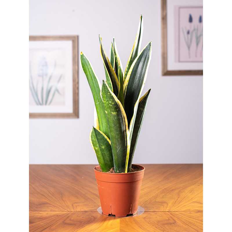 Sansewieria 'Black Gold'