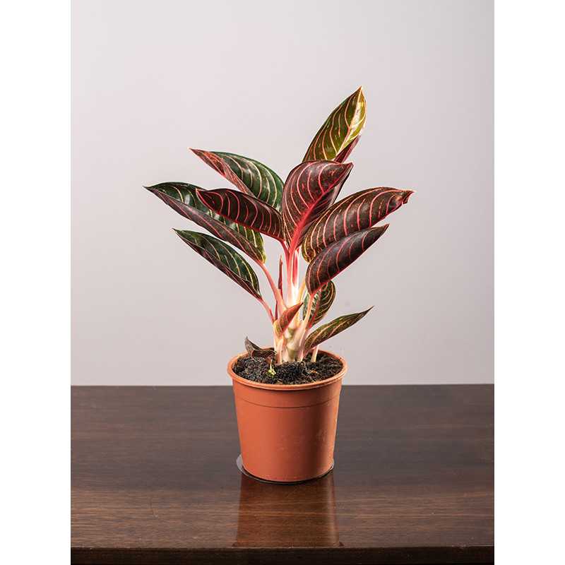 Aglaonema 'Pride of Sumatra'