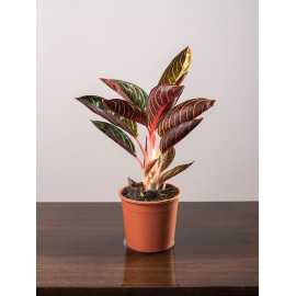 Aglaonema 'Pride of Sumatra'