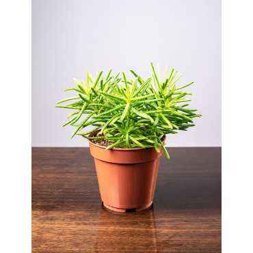 Żyworódka wąskolistna