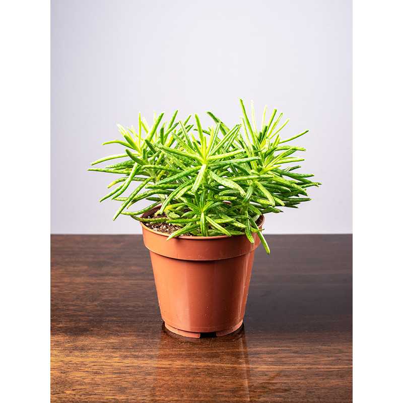 Żyworódka wąskolistna