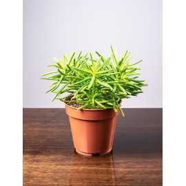 Żyworódka wąskolistna