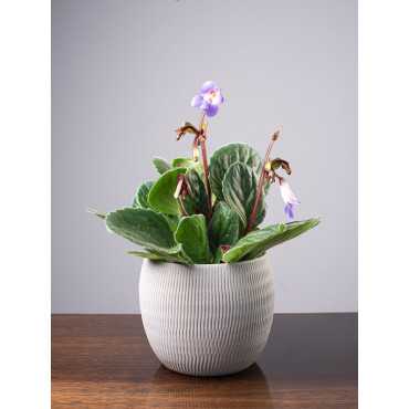 Skrętnik 'Purpelina'